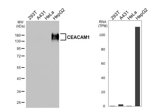 CD66a Antibody in Western Blot (WB)
