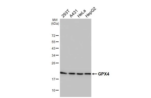 GPX4 Antibody in Western Blot (WB)
