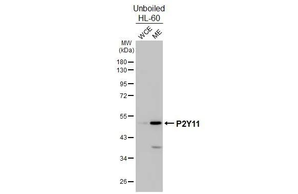P2Y11 Antibody in Western Blot (WB)