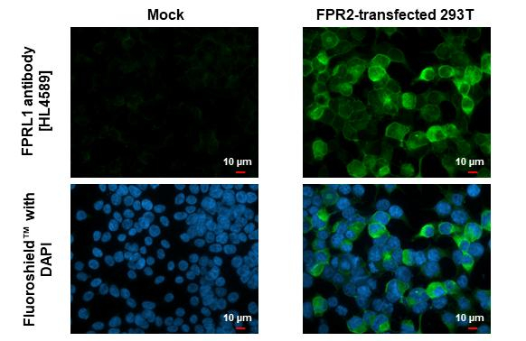 FPR2 Antibody in Immunocytochemistry (ICC/IF)