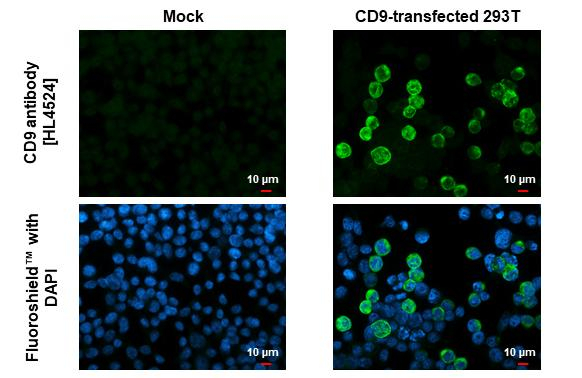CD9 Antibody in Immunocytochemistry (ICC/IF)