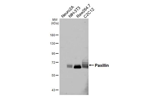Paxillin Antibody in Western Blot (WB)