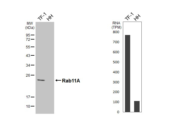 RAB11A Antibody in Western Blot (WB)