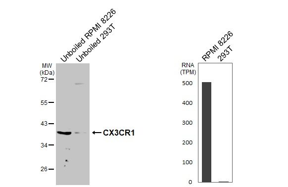 CX3CR1 Antibody in Western Blot (WB)