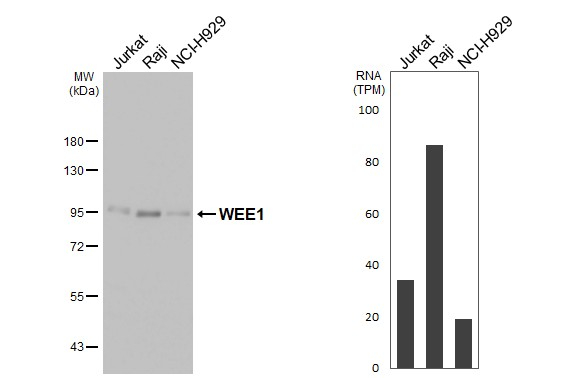 WEE1 Antibody in Western Blot (WB)