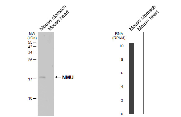 NMU Antibody in Western Blot (WB)