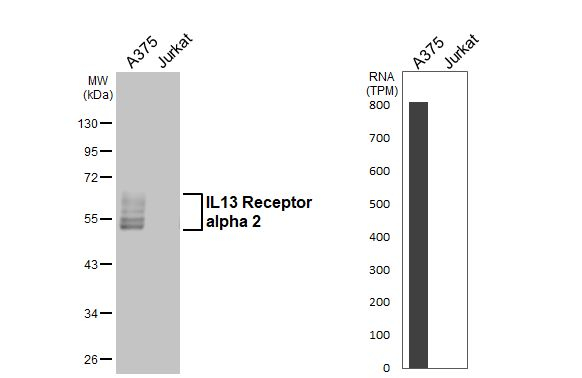 IL13RA2 Antibody in Western Blot (WB)