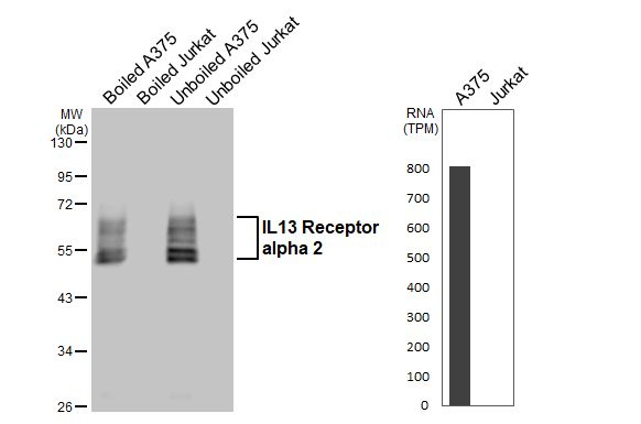 IL13RA2 Antibody in Western Blot (WB)