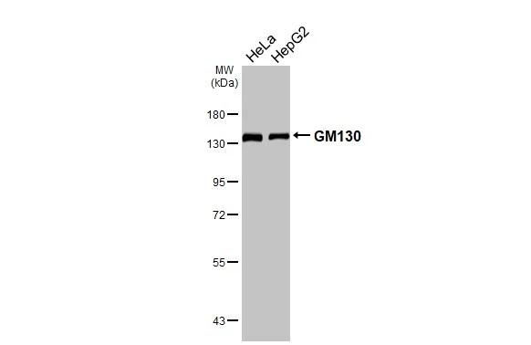 GM130 Antibody in Western Blot (WB)
