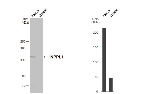 SHIP2 Antibody in Western Blot (WB)