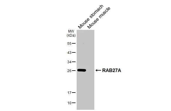 RAB27A Antibody in Western Blot (WB)