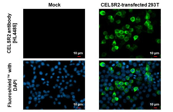CELSR2 Antibody in Immunocytochemistry (ICC/IF)