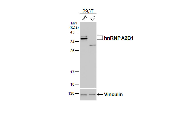 hnRNP A2B1 Antibody in Western Blot (WB)