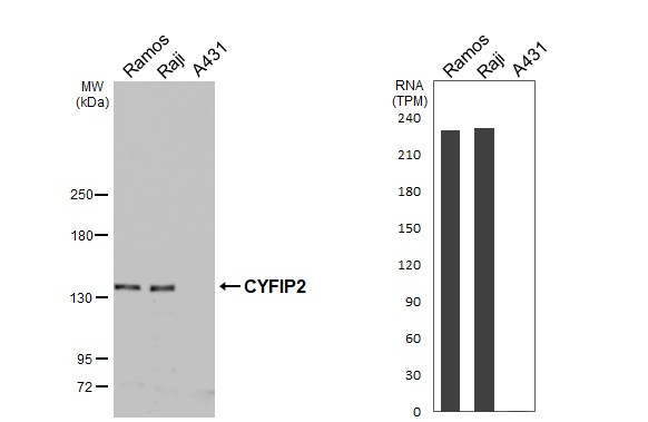 CYFIP2 Antibody in Western Blot (WB)