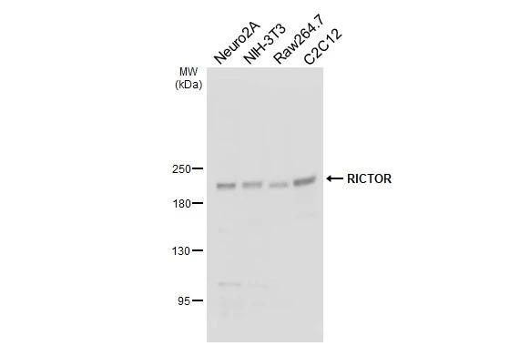 RICTOR Antibody in Western Blot (WB)