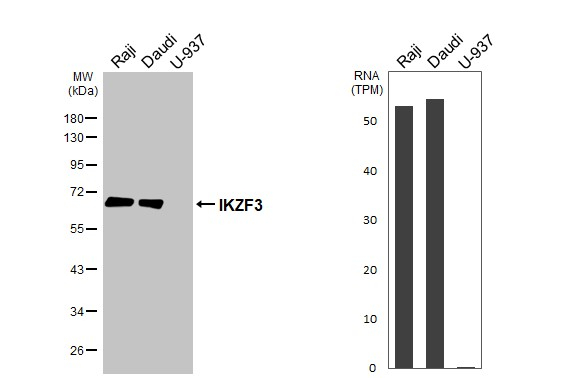 Aiolos Antibody in Western Blot (WB)