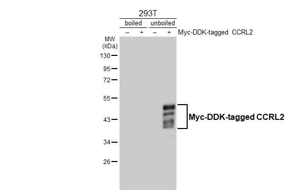 CCRL2 Antibody in Western Blot (WB)