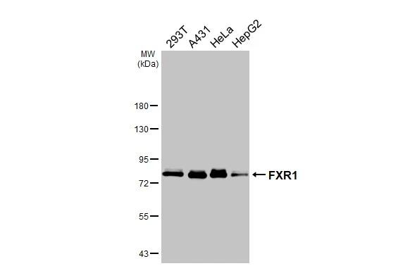 FXR1 Antibody in Western Blot (WB)