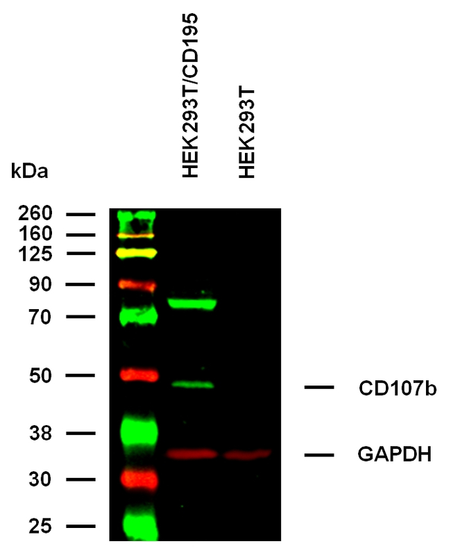CCR5 Antibody in Western Blot (WB)
