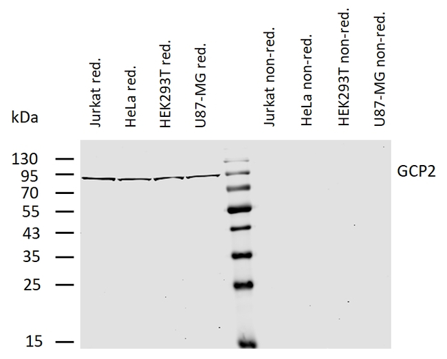 GCP2 Antibody in Western Blot (WB)