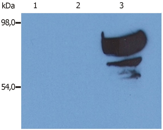 Transferrin Antibody in Western Blot (WB)