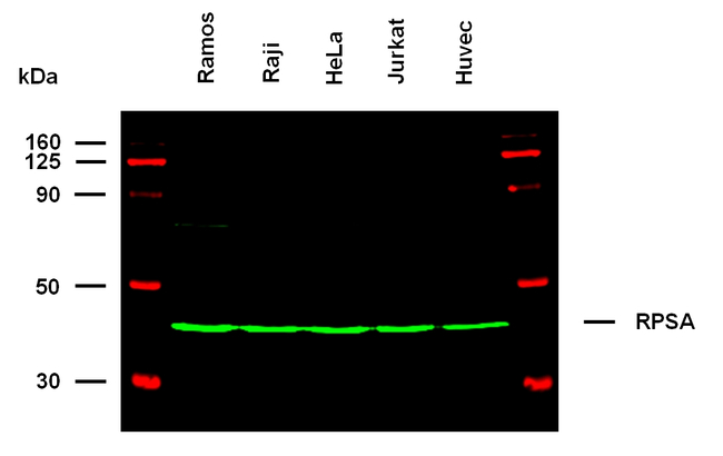 RPSA Antibody in Western Blot (WB)