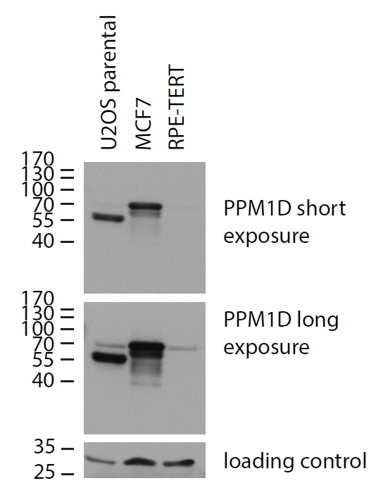 PPM1D Antibody in Western Blot (WB)