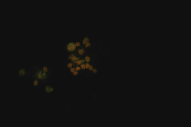 PCNA Antibody in Immunocytochemistry (ICC/IF)