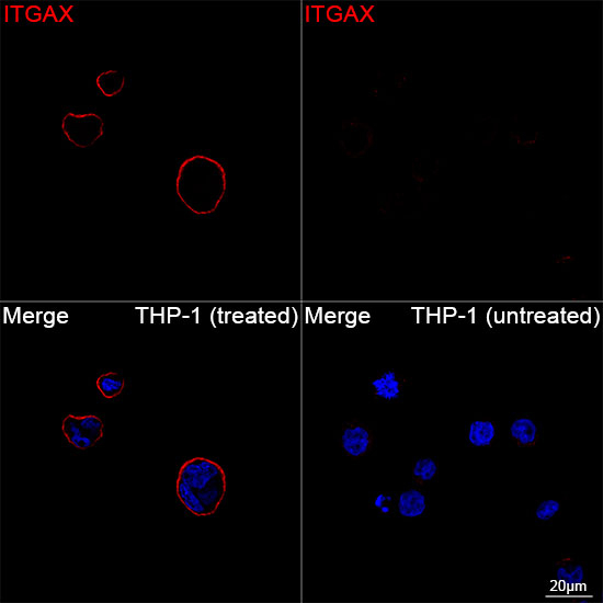 CD11c Antibody in Immunocytochemistry (ICC/IF)