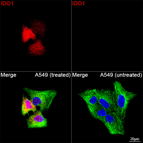IDO1 Antibody in Immunocytochemistry (ICC/IF)