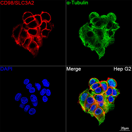 CD98 Antibody in Immunocytochemistry (ICC/IF)