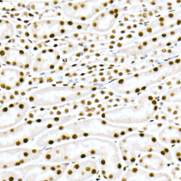 FAM50A Antibody in Immunohistochemistry (Paraffin) (IHC (P))