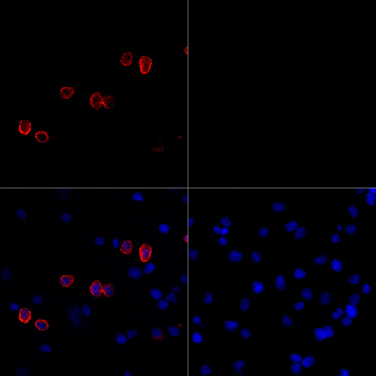 SARS-CoV-2 Spike Protein S1 Antibody in Immunocytochemistry (ICC/IF)