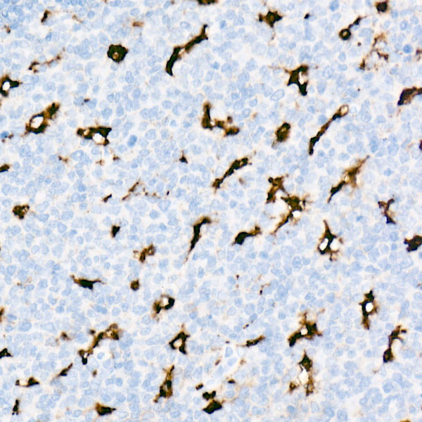 CD68 Antibody in Immunohistochemistry (Paraffin) (IHC (P))