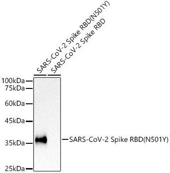 SARS-CoV-2 Spike Protein (RBD) (N501Y) Antibody in Western Blot (WB)