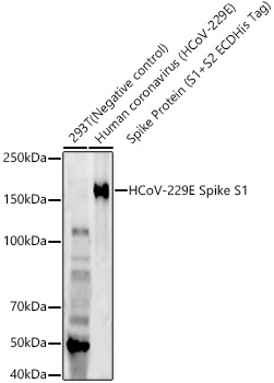 HCoV-229E Spike S1 Antibody in Western Blot (WB)