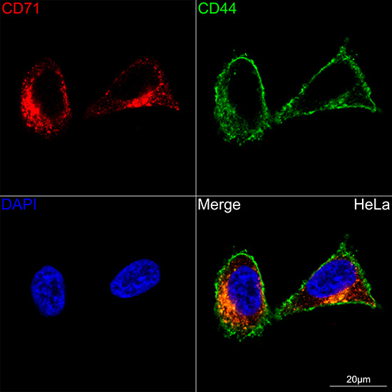 CD71 Antibody in Immunocytochemistry (ICC/IF)