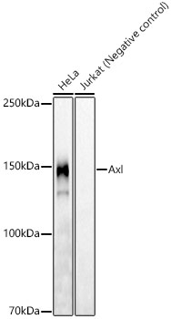 Axl Antibody in Western Blot (WB)