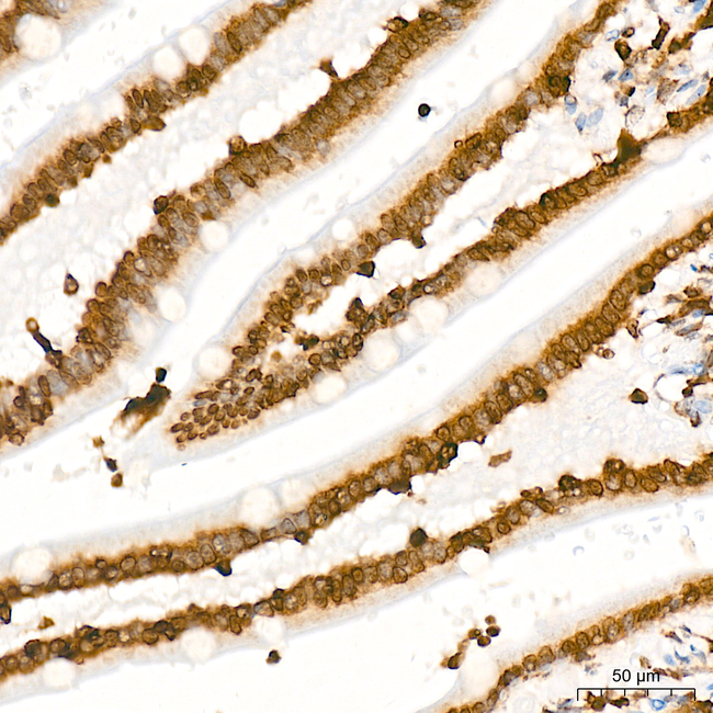 H4K20me2 Antibody in Immunohistochemistry (Paraffin) (IHC (P))