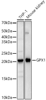 Glutathione Peroxidase 1 Antibody in Western Blot (WB)