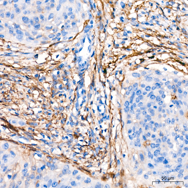 CD13 Antibody in Immunohistochemistry (Paraffin) (IHC (P))