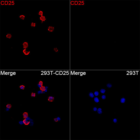 CD25 Antibody in Immunocytochemistry (ICC/IF)