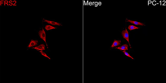 FRS2 Antibody in Immunocytochemistry (ICC/IF)
