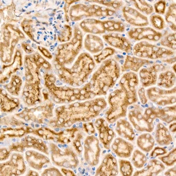 IL-7 Antibody in Immunohistochemistry (Paraffin) (IHC (P))