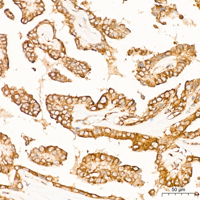 TRAF6 Antibody in Immunohistochemistry (Paraffin) (IHC (P))