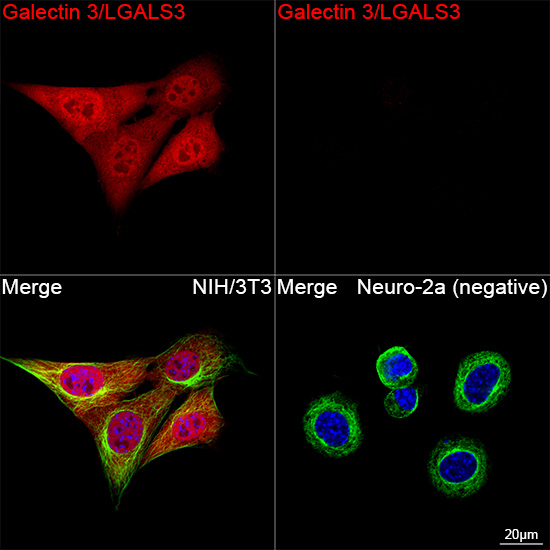 Galectin 3 Antibody in Immunocytochemistry (ICC/IF)