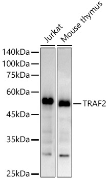 TRAF2 Antibody in Western Blot (WB)