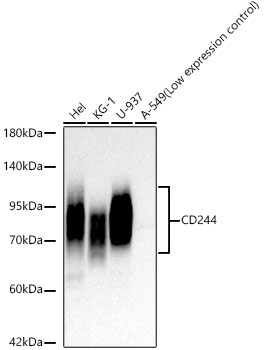 CD244 Antibody in Western Blot (WB)