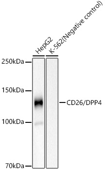 DPP4 Antibody in Western Blot (WB)