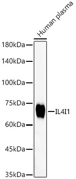 IL4I1 Antibody in Western Blot (WB)